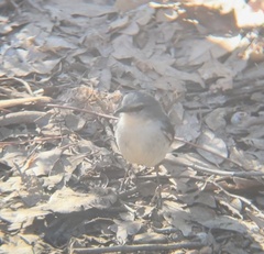 Eopsaltria georgiana