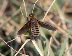 Poecilanthrax lucifer