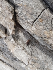 Opiliones