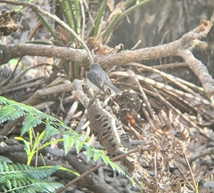 Eopsaltria georgiana