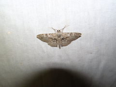 Iridopsis larvaria