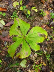 Trillium erectum