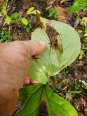 Trillium erectum