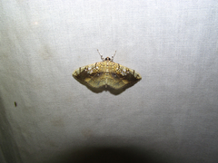 Pantographa limata