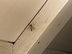 Enicospilus americanus-complex