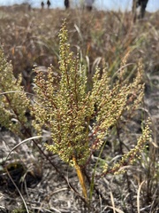 Artemisia campestris caudata
