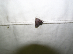 Phalaenostola larentioides