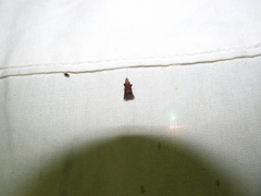 Eulogia ochrifrontella