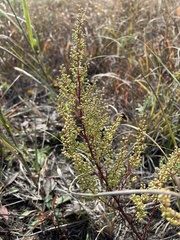 Artemisia campestris caudata