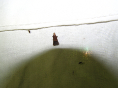 Eulogia ochrifrontella