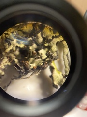 Hypogymnia enteromorpha