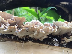 Trametes versicolor