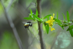 Bombus ephippiatus