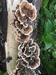 Trametes versicolor