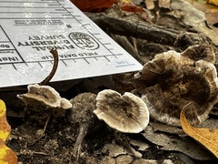 Phellodon tomentosus
