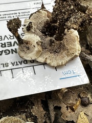 Phellodon tomentosus