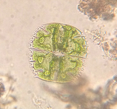 Micrasterias truncata