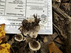 Phellodon tomentosus