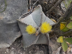 Astrophytum myriostigma