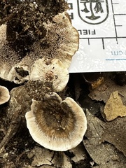 Phellodon tomentosus
