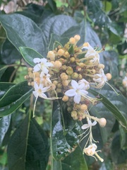 Clerodendrum tomentosum