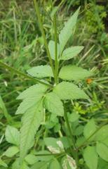Bidens pilosa pilosa
