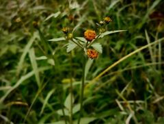 Bidens pilosa pilosa