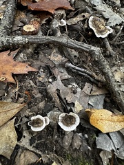 Phellodon tomentosus