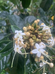 Clerodendrum tomentosum
