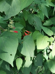 Salvia gesneriiflora