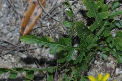 Berlandiera subacaulis