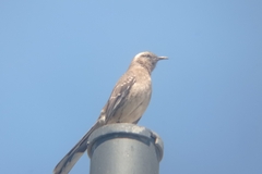 Mimus thenca