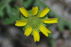 Berlandiera subacaulis