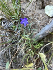 Campanula rotundifolia