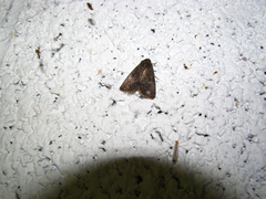 Condicinae
