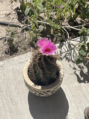 Thelocactus bicolor
