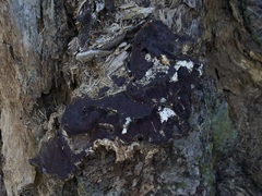 Ganoderma oregonense