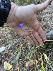 Campanula rotundifolia