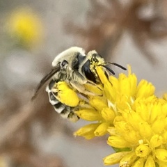 Andrena isocomae