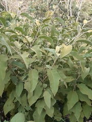 Solanum erianthum