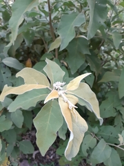 Solanum erianthum