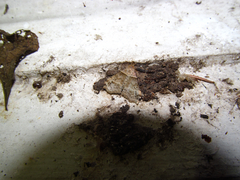 Phalaenophana pyramusalis