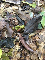 Penelope superciliaris