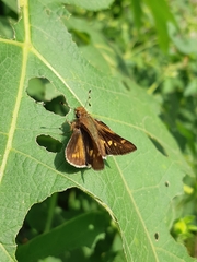 Lon melane vitellina