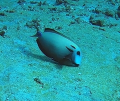 Acanthurus tennentii