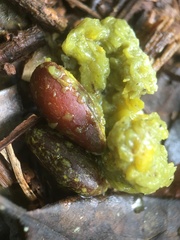 Penelope superciliaris