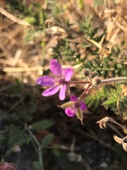 Erodium cicutarium