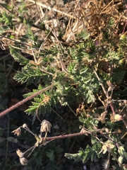 Erodium cicutarium