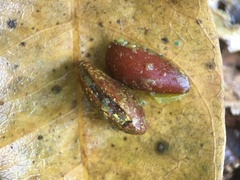 Penelope superciliaris