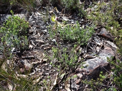 Caladenia tentaculata